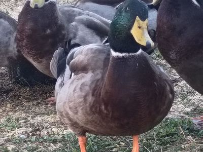 Rouen Drake Available