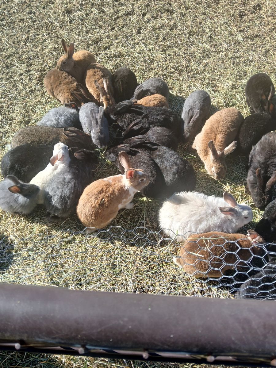 Young Bunny Rabbits or Older adults