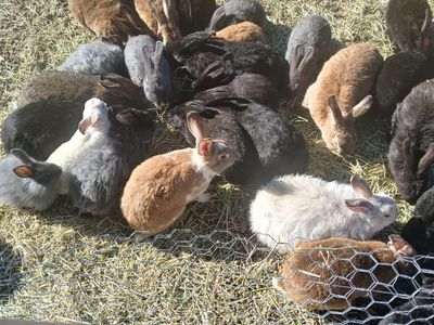 Young Bunny Rabbits or Older adults