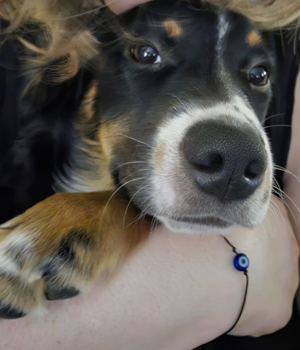 Aussiedor pups