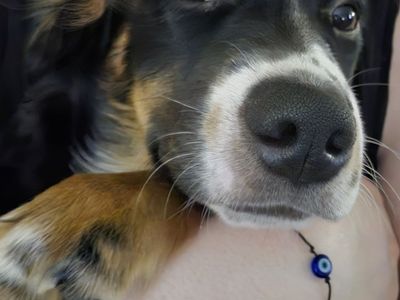 Aussiedor pups
