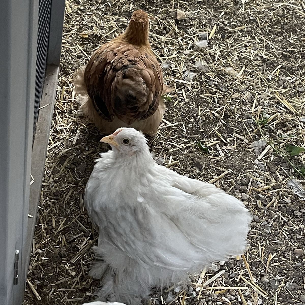Bantam Cochin Female Pullet Pair - 8 Weeks Old - Bonded Pair - Bobtail & Red/Mille Chicks
