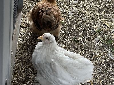 Bantam Cochin Female Pullet Pair - 8 Weeks Old - Bonded Pair - Bobtail & Red/Mille Chicks