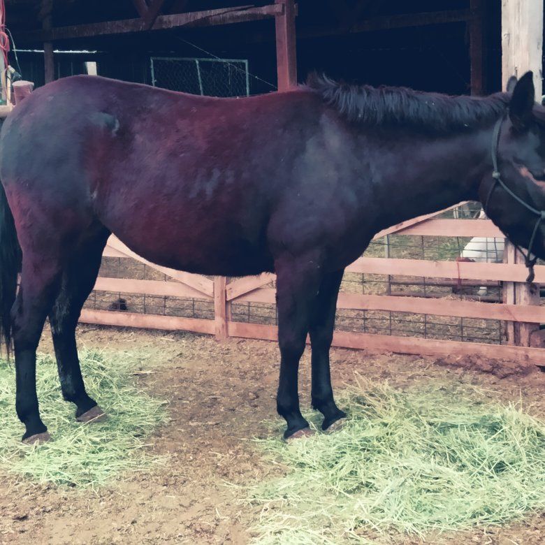 Mules