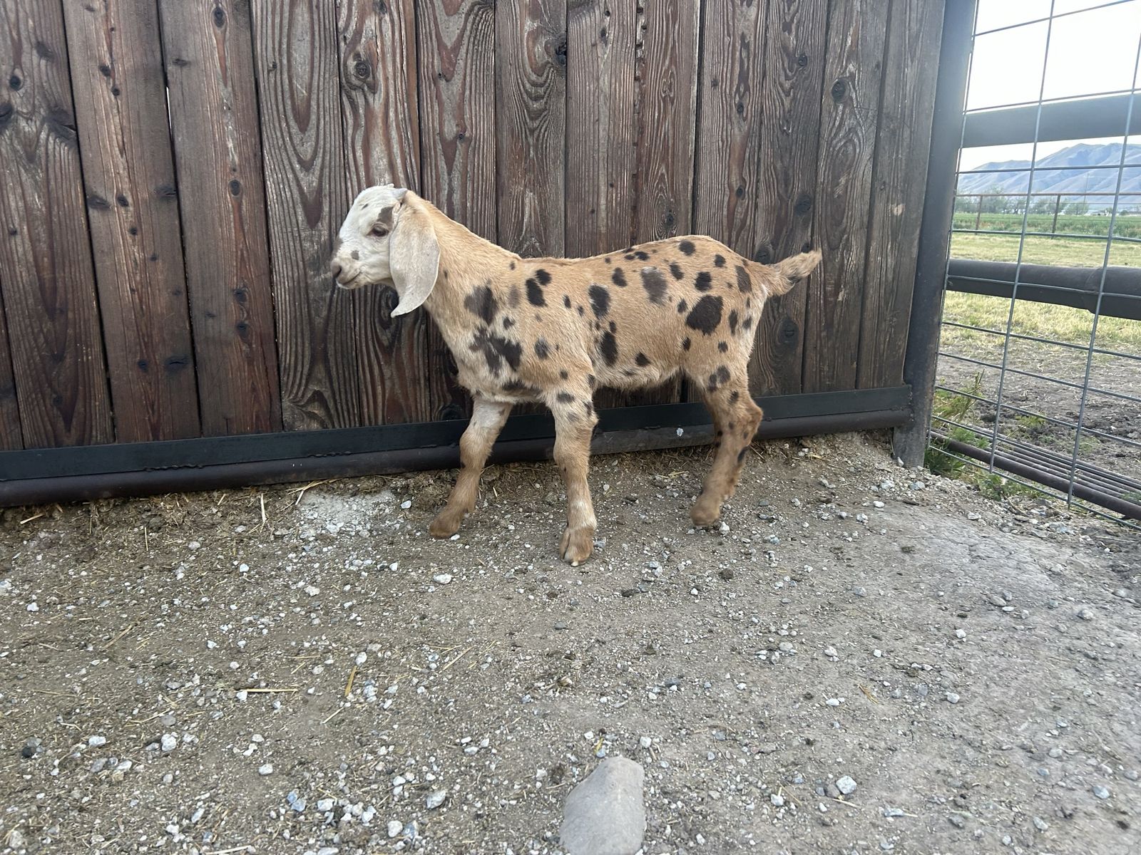 Nubian, Boer and Alpine Billy’s