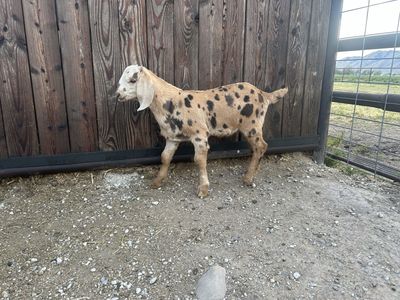 Nubian, Boer and Alpine Billy’s