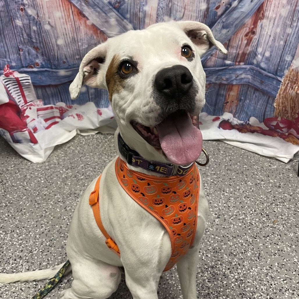 Hello my name is Olaf