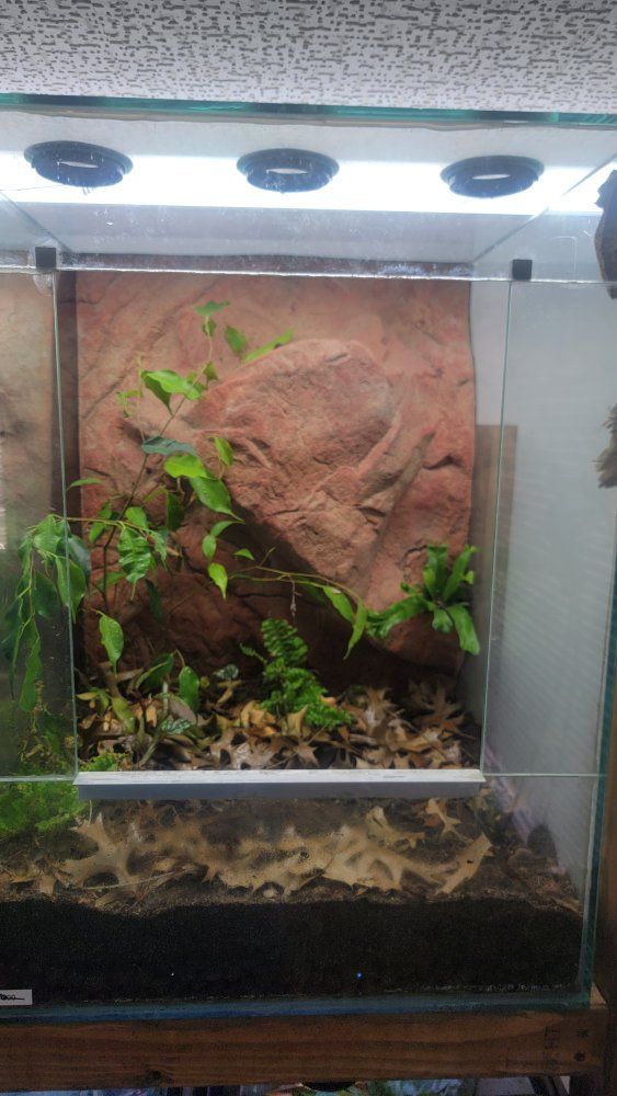 Glass Terrarium with Custom Background, Lighting, and Drainage - Ready for Reptiles/Amphibians