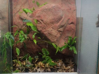 Glass Terrarium with Custom Background, Lighting, and Drainage - Ready for Reptiles/Amphibians