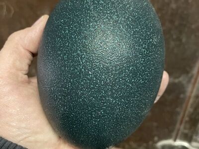 Emu Eggs