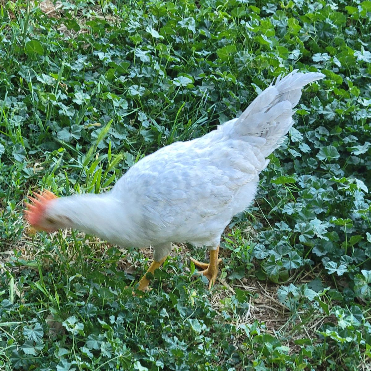 opal legbar cockerel/ young rooster