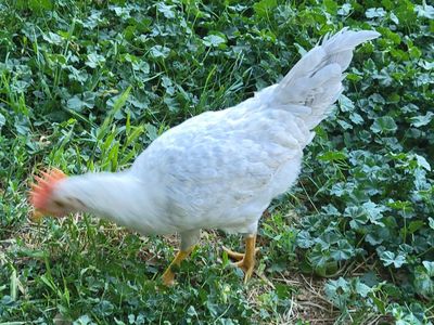 opal legbar cockerel/ young rooster