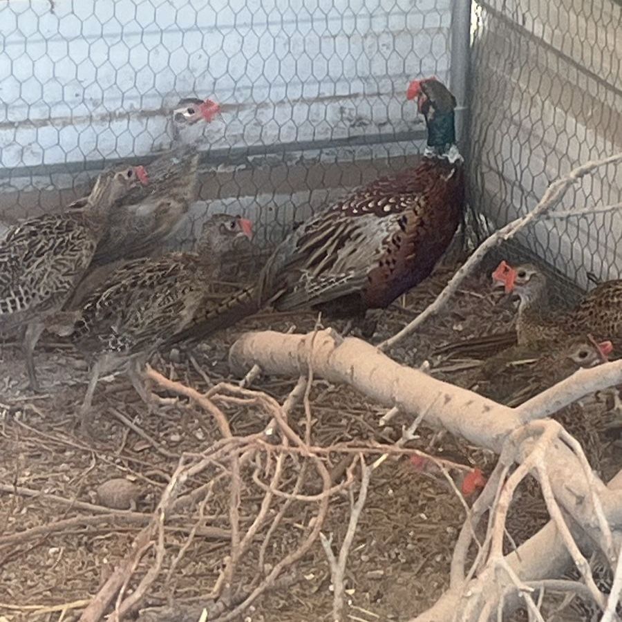 Pheasants