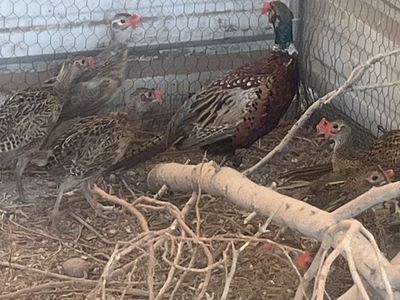 Pheasants