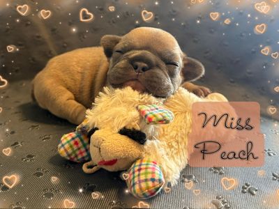French Bulldog Puppies AKC 8015609707
