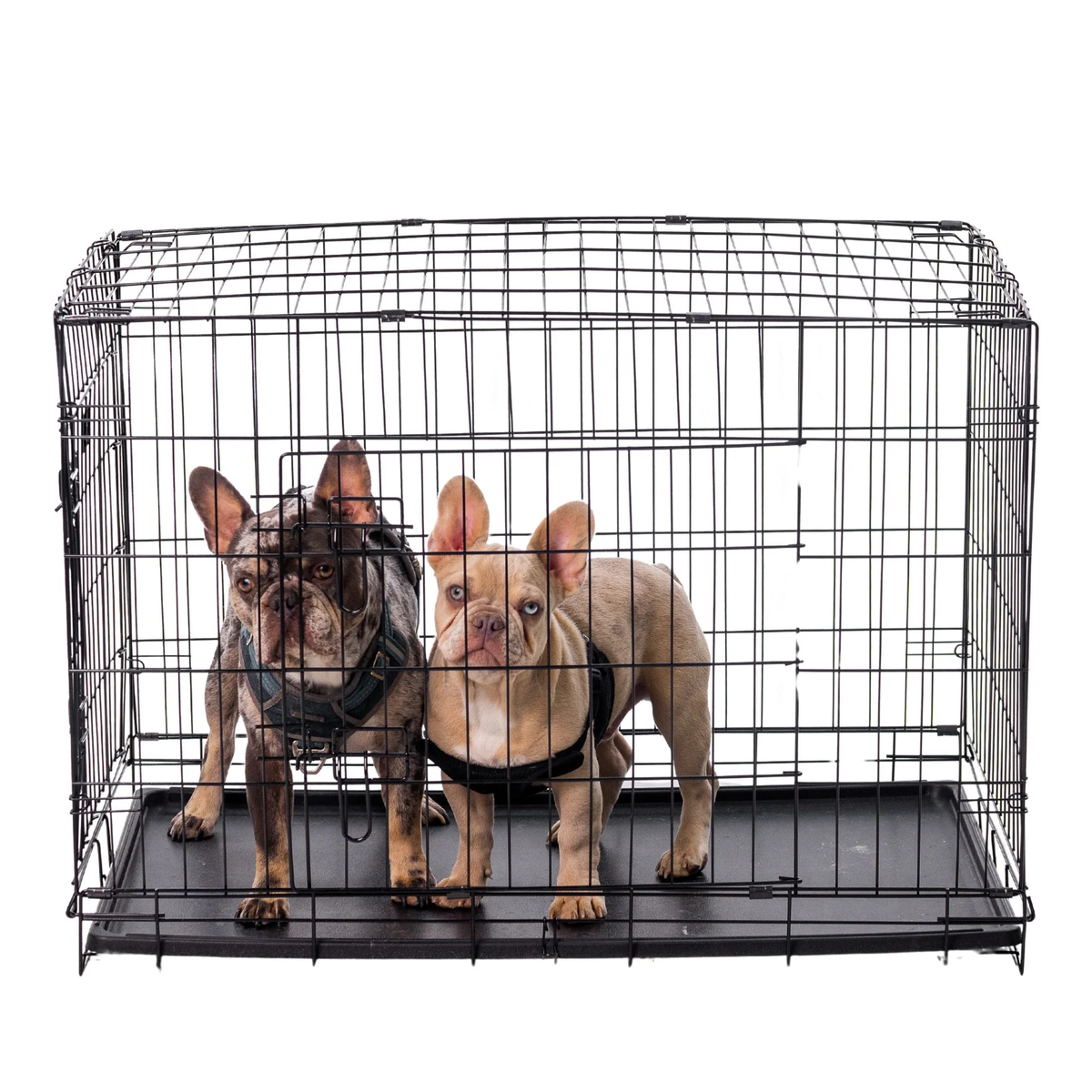 Free 2 bowls W/ Every Kennel Purchase Clearance Priced:)