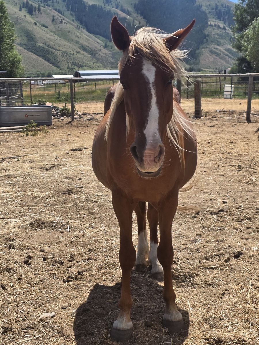 Brood mare