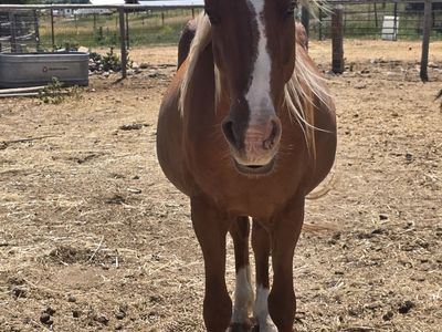 Brood mare