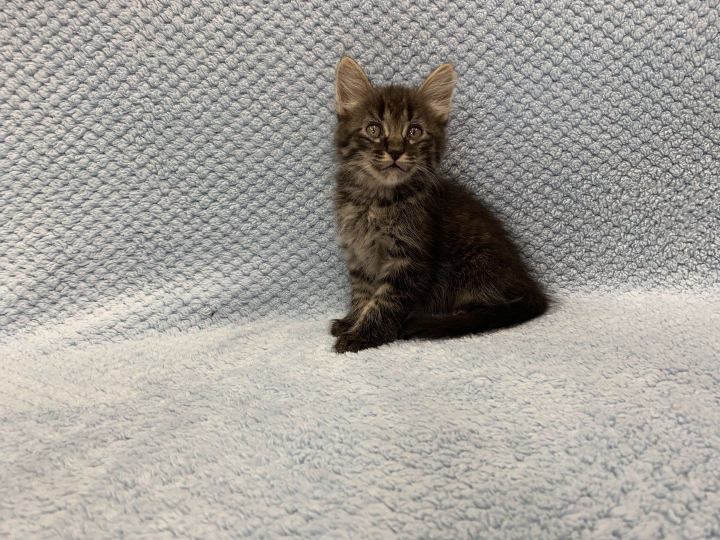 Adorable Kittens Ready for Forever Homes! (3 Females, 4 Males)