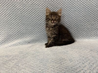 Adorable Kittens Ready for Forever Homes! (3 Females, 4 Males)