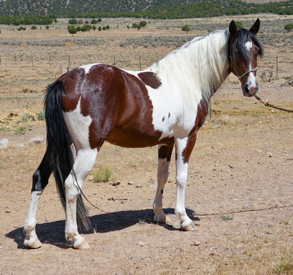 SMOOTH Gaited Singlefooter Gelding (Walker TWH)