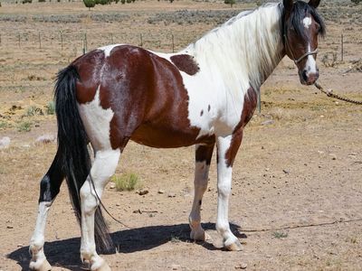 SMOOTH Gaited Singlefooter Gelding (Walker TWH)
