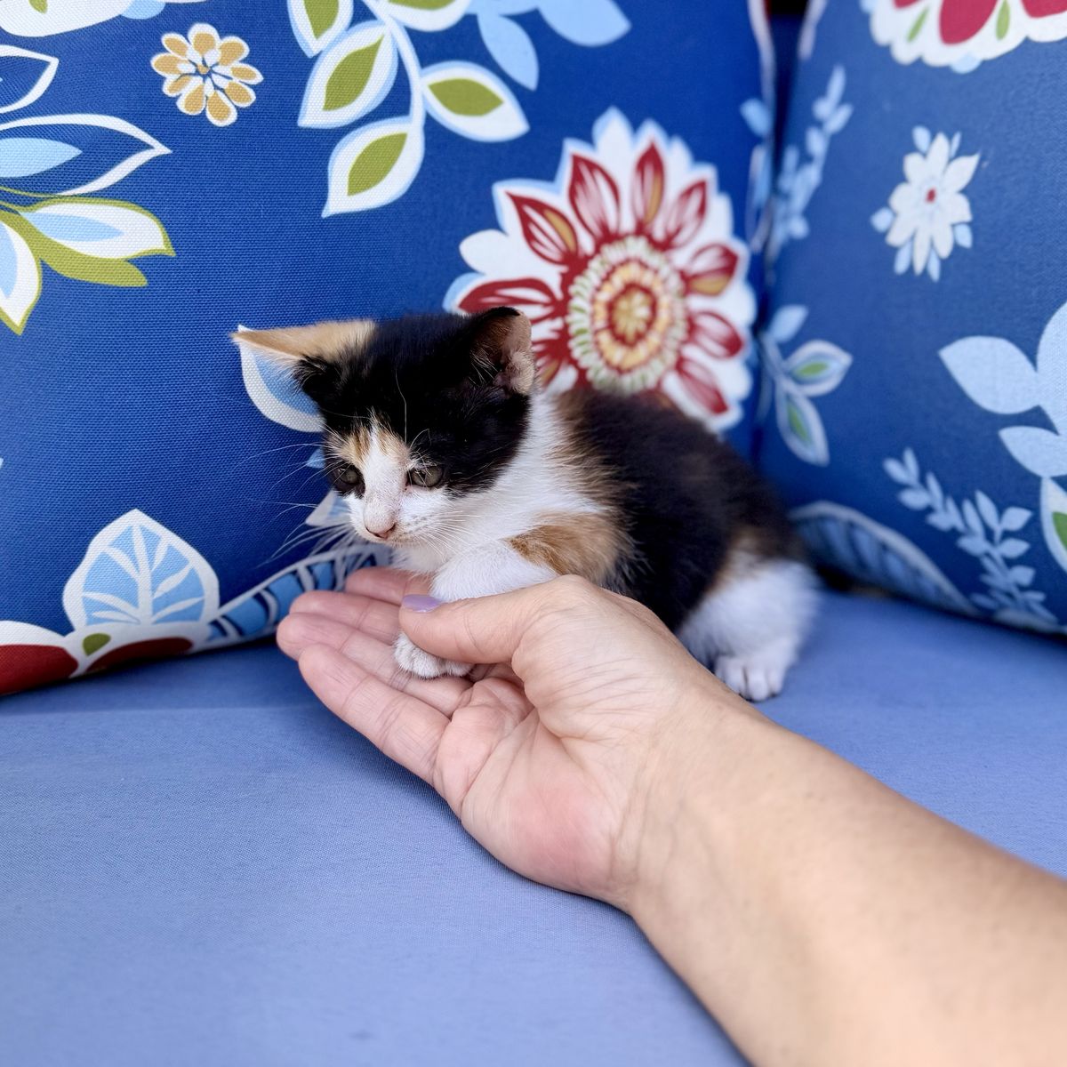 Adorable 7 week old Kittens - calico grey orange