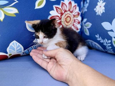 Adorable 7 week old Kittens - calico grey orange