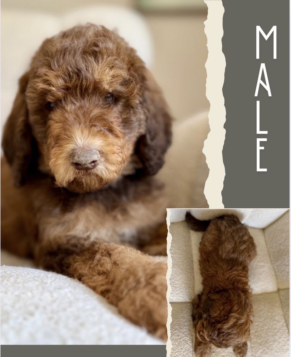 Mini-Medium Goldendoodles