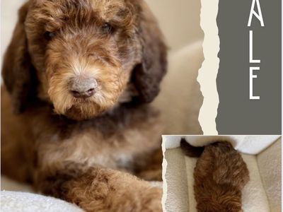 Mini-Medium Goldendoodles