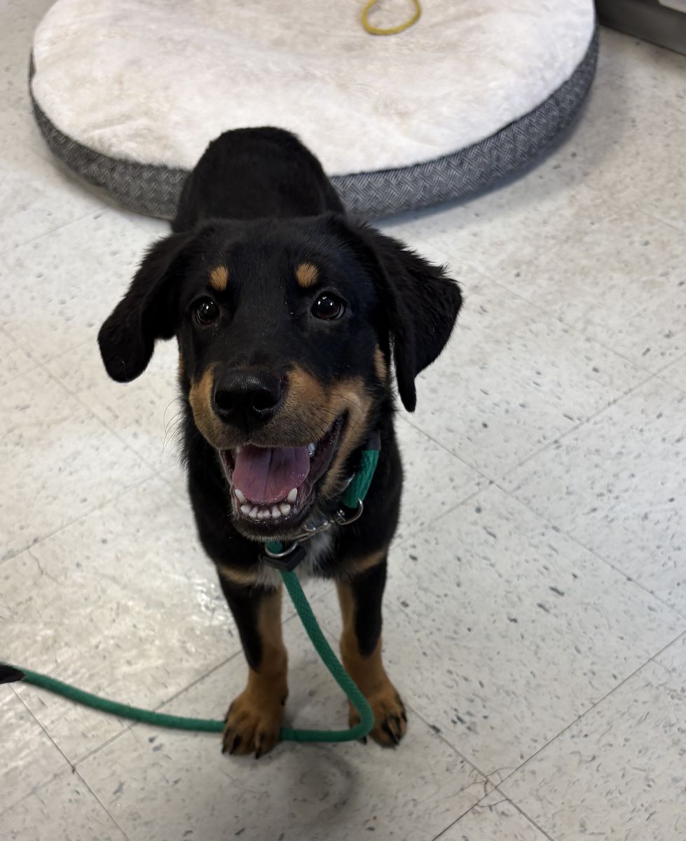 A163829 Briar, Available for Adoption