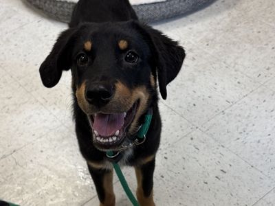 A163829 Briar, Available for Adoption