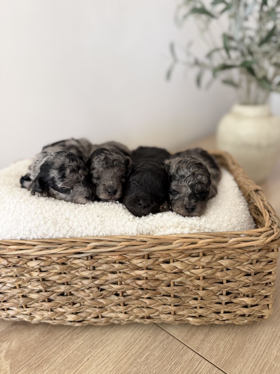 TRUE Micro Goldendoodles 7-9 Pounds Full Grown!