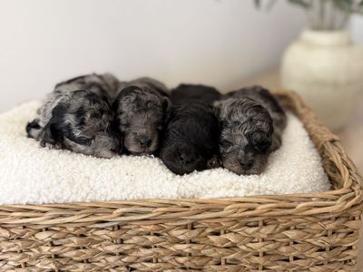 TRUE Micro Goldendoodles 7-9 Pounds Full Grown!