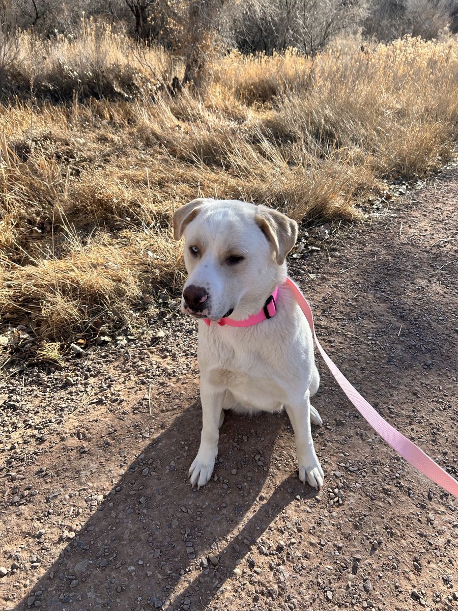 Pyrenees mix