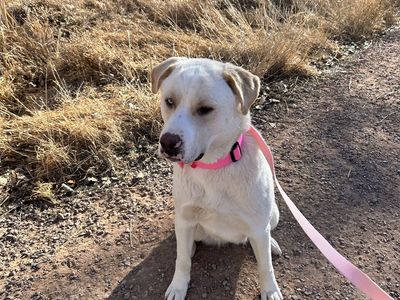 Pyrenees mix