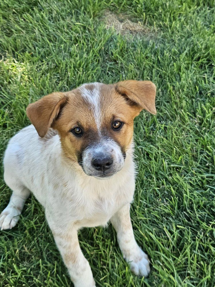 Red heeler puppy
