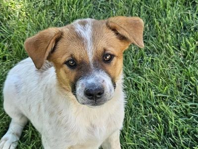 Red heeler puppy