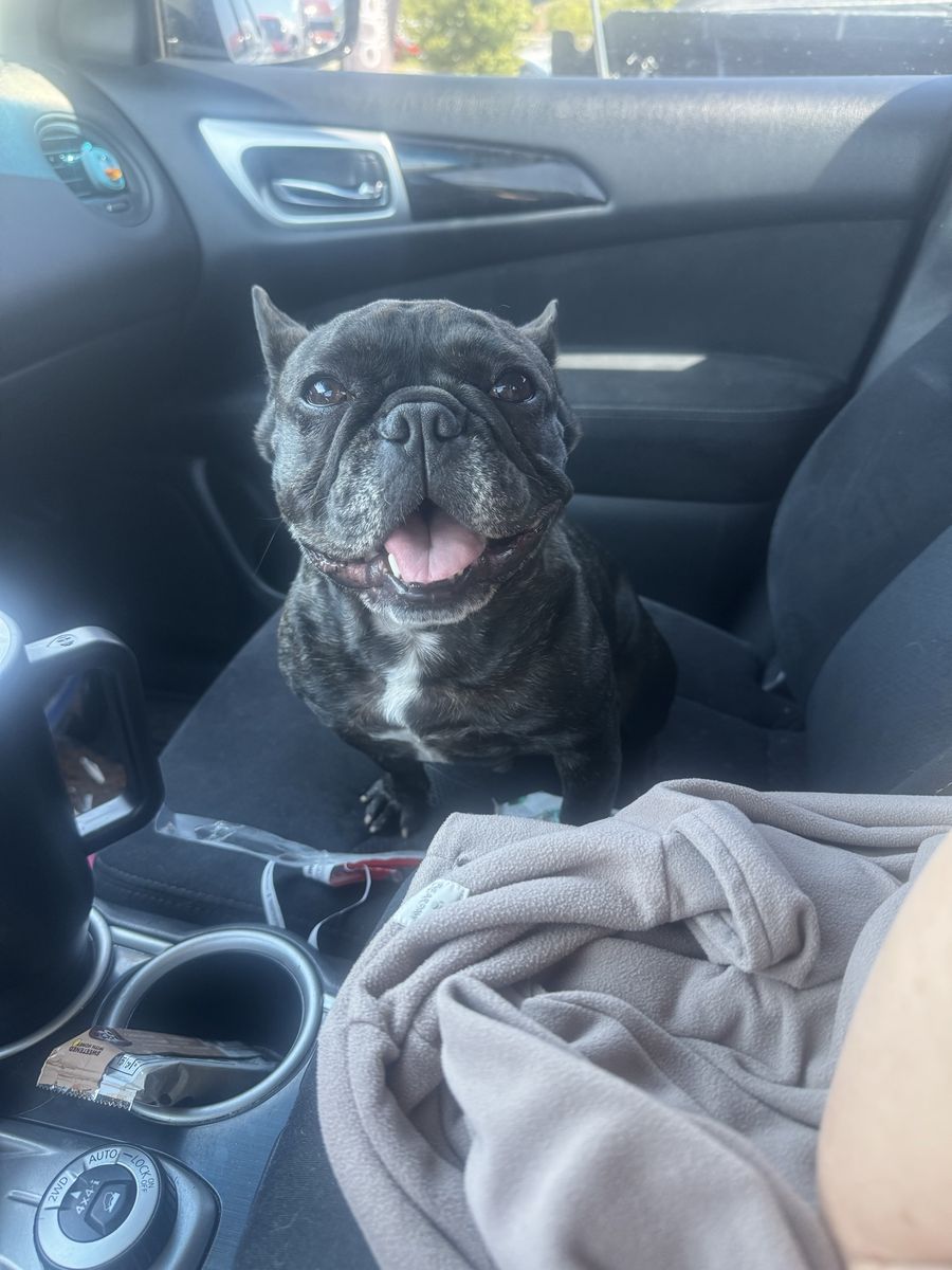 French bulldog