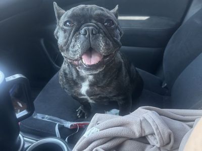 French bulldog