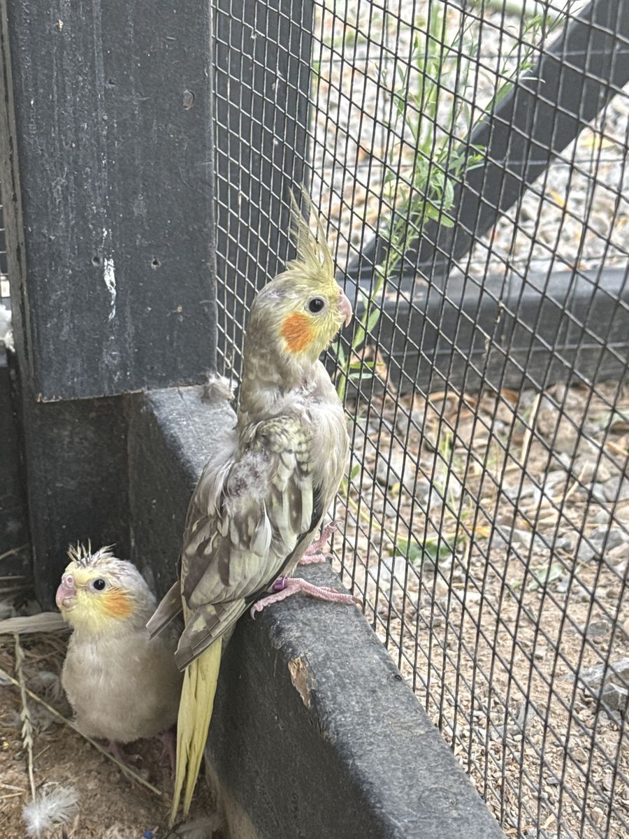 Cockatiel