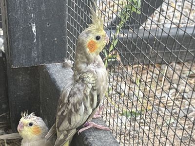 Cockatiel