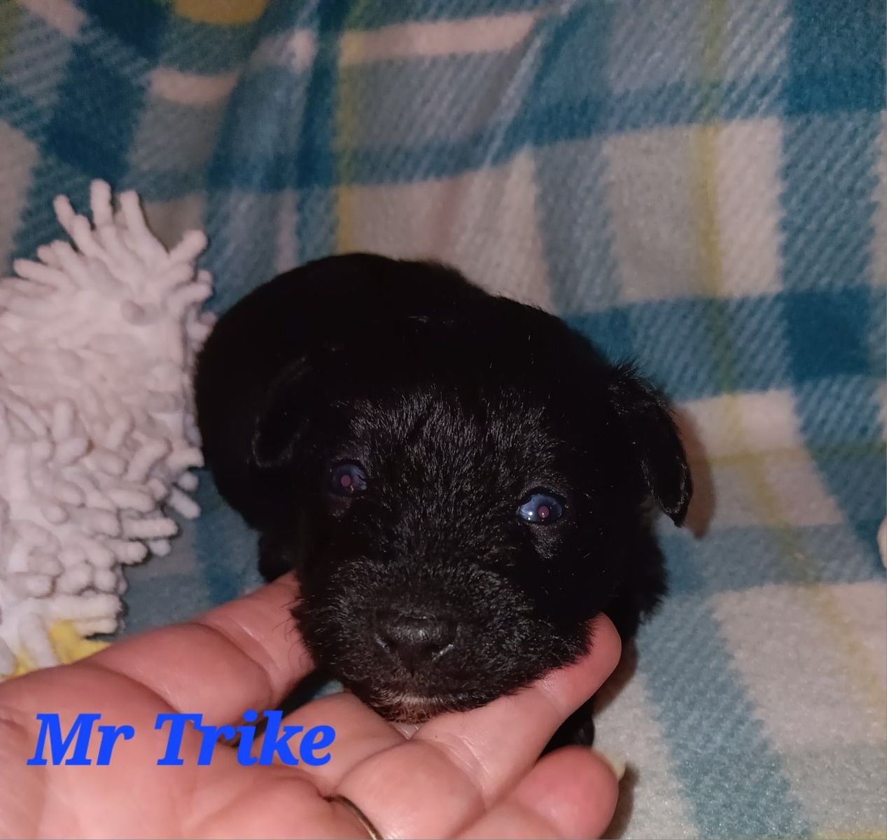 AKC Miniature Schnauzer Mr Trike