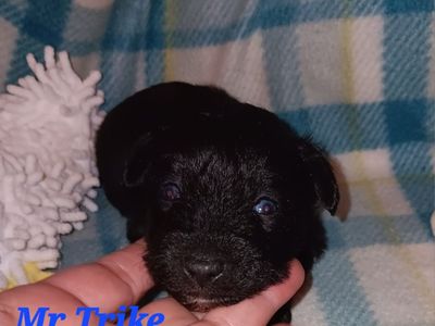AKC Miniature Schnauzer Mr Trike