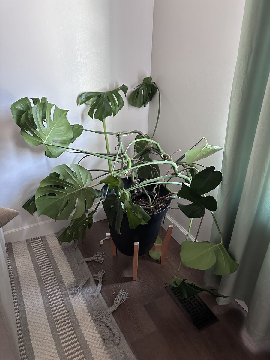 Healthy monstera
