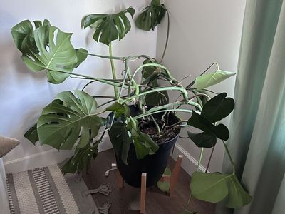 Healthy monstera