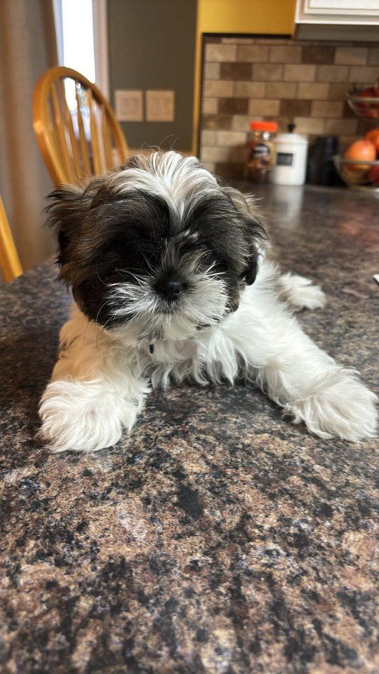 Purebred Shih Tzu Puppies  1 male available