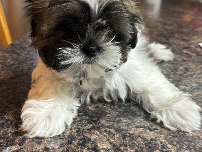 Purebred Shih Tzu Puppies 1 male available
