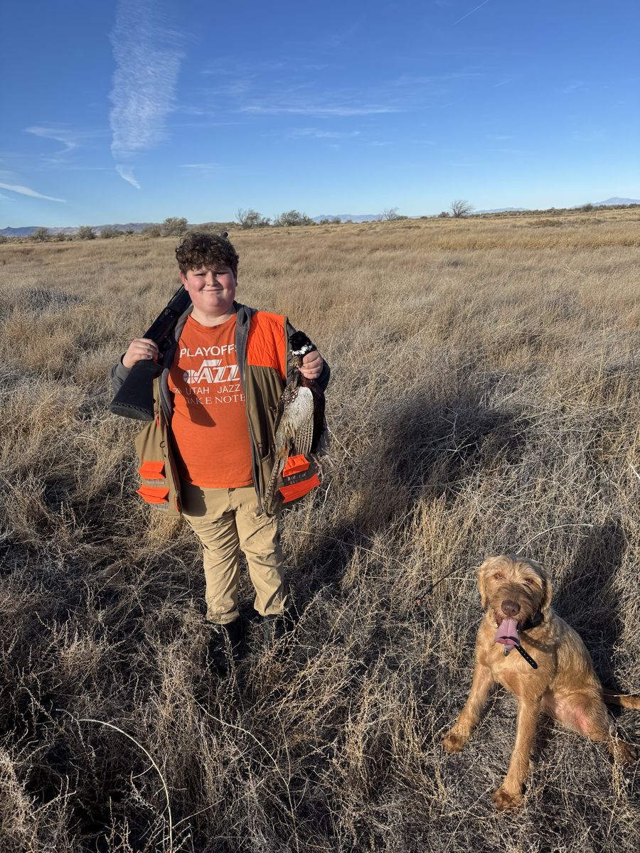 Wirehaired Vizsla