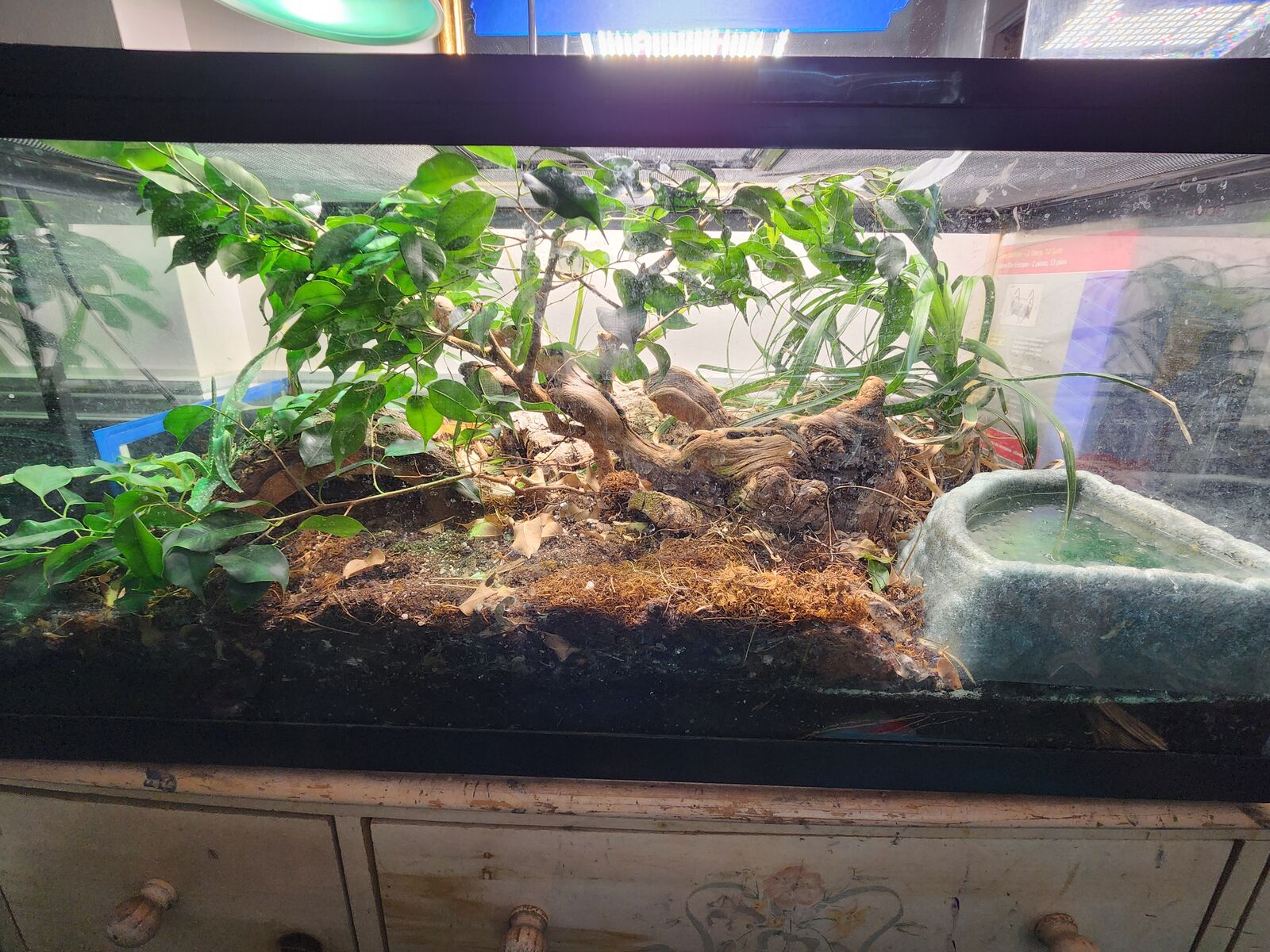 Beautiful 40 gallon bio-active terrarium set up